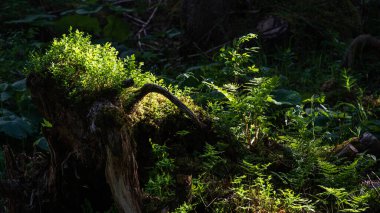 Alpine landscape walking from Passo San Pellegrino to Fuciade refuge, North Italy