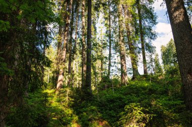 Alpine landscape walking from Passo San Pellegrino to Fuciade refuge, North Italy