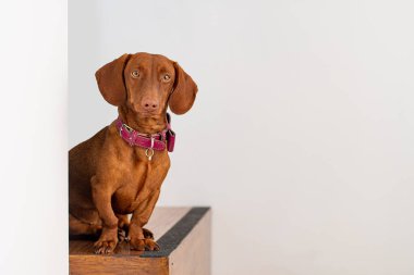 Dachshund köpeği, kahverengi, 9 aylık, beyaz arka planda.