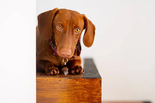 stock image Dachshund dog, brown color, 9 months old, on a white background