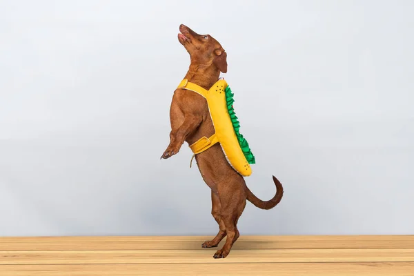 Dachshund Hund Poserar Sin Korv Kostym Vit Bakgrund — Stockfoto
