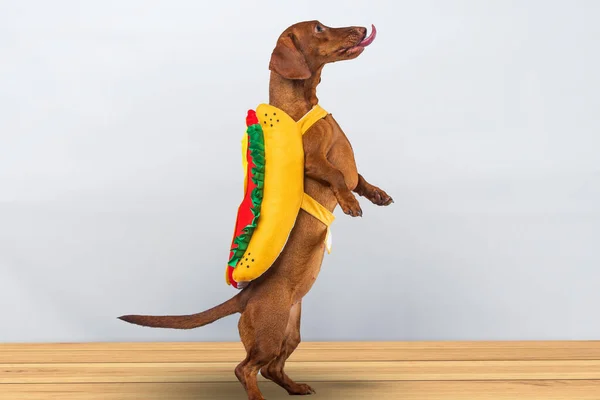 Dachshund Pies Pozowanie Jej Hot Dog Garnitur Białym Tle — Zdjęcie stockowe