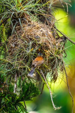 Yavrusunu yuvada besleyen bir anne kuş. Rufous-back wren (Campylorhynchus capistratus), Troglodytidae familyasından bir kuş türü. Güneybatı Meksika 'dan Kosta Rika' ya kadar yerleşik bir üreme türü.