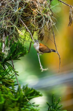Yuvasının dışında bir anne kuş. Rufous-back wren (Campylorhynchus capistratus), Troglodytidae familyasından bir kuş türü. Güneybatı Meksika 'dan Kosta Rika' ya kadar yerleşik bir üreme türü.