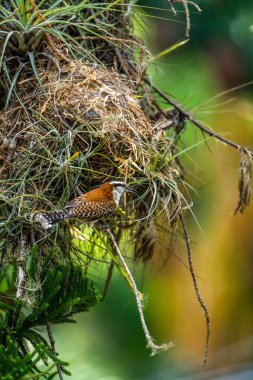 Yuvasının dışında bir anne kuş. Rufous-back wren (Campylorhynchus capistratus), Troglodytidae familyasından bir kuş türü. Güneybatı Meksika 'dan Kosta Rika' ya kadar yerleşik bir üreme türü.