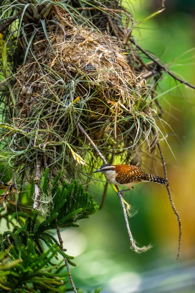 Een Moedervogel Buiten Haar Nest Roodrugwinterkoning Campylorhynchus Rufus Een Zangvogel — Stockfoto