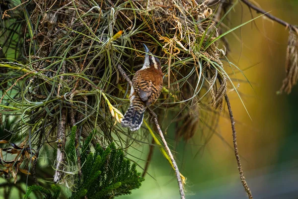 Een Moedervogel Buiten Haar Nest Roodrugwinterkoning Campylorhynchus Rufus Een Zangvogel — Stockfoto