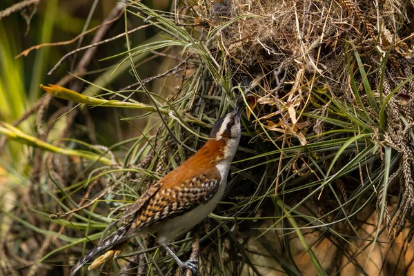 A mother bird feeding her chick in the nest. The rufous-backed wren (Campylorhynchus capistratus) is a songbird of the family Troglodytidae.