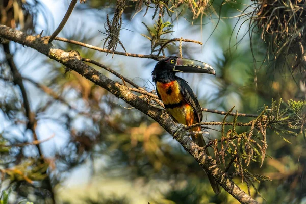 Toucan Collared Aracari Pteroglossus Torquatus Perched Branch Pine Tree Bird — Stock Photo, Image