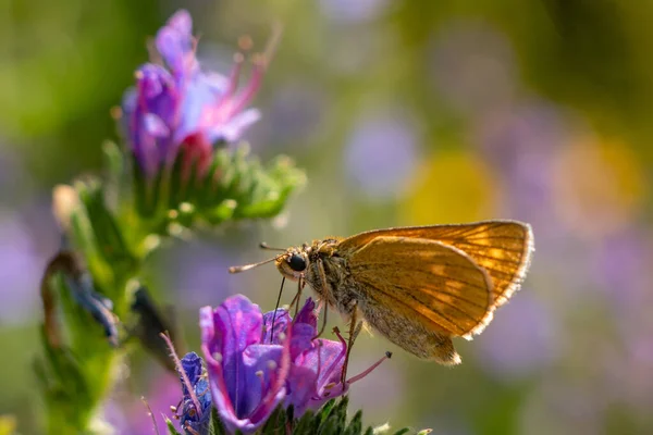 Ein Schmetterling Sitzt Auf Einer Blume Auf Der Wiese — Stockfoto
