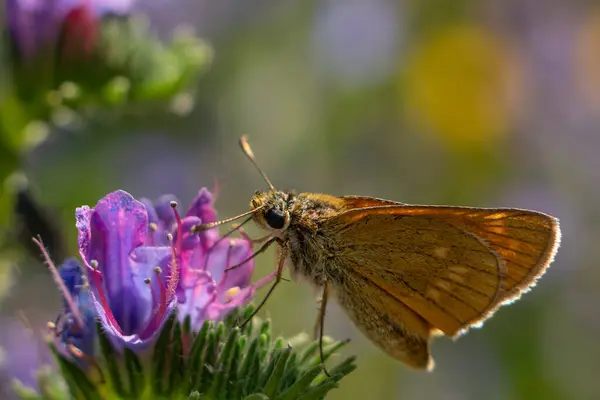 Nahaufnahme Des Schönen Schmetterlings Natürlichem Lebensraum — Stockfoto