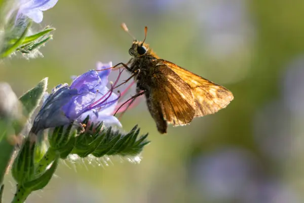 Mor Çiçeklerdeki Kelebek — Stok fotoğraf