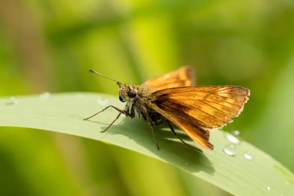 Yeşil Bir Yaprağın Üzerinde Güzel Bir Kelebeğin Yakın Plan Çekimi — Stok fotoğraf