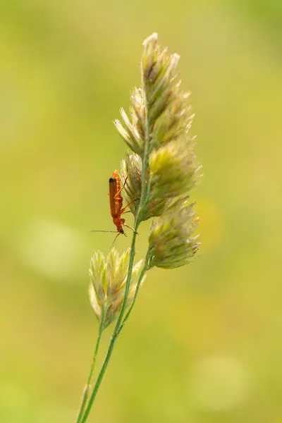 Çimenlerin Üzerinde Küçük Böcek — Stok fotoğraf
