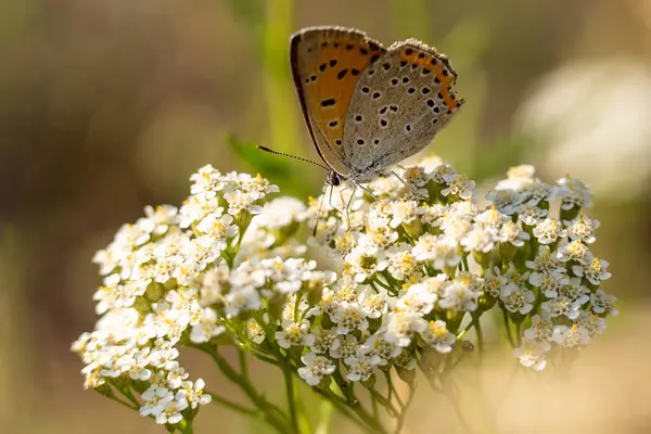 Beyaz Çiçekteki Kelebek — Stok fotoğraf