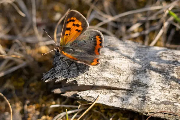 Eine Schöne Aufnahme Eines Roten Schmetterlings Auf Einer Holzoberfläche — Stockfoto