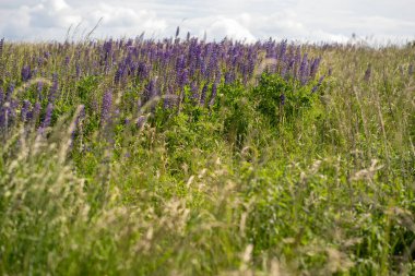 Çiçek açan kır çiçekleri tarlası