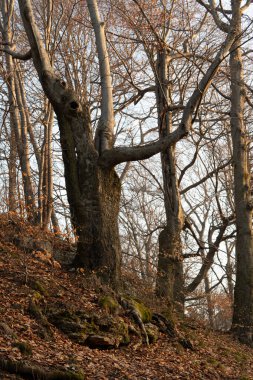 Ormandaki ağaç gövdesi