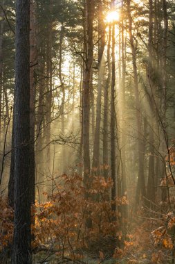 Sonbahar ormanı Sabah güneşinde