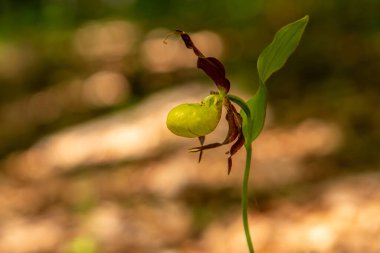 Bahçedeki bir ağaçtaki yeşil fasulyeye yakın çekim