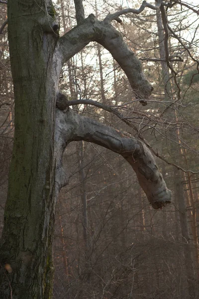 Baum Einem Wald — Stockfoto