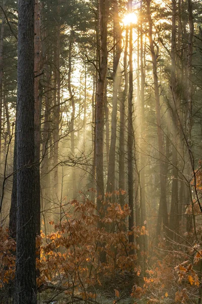 Осенний Лес Утренним Солнцем — стоковое фото