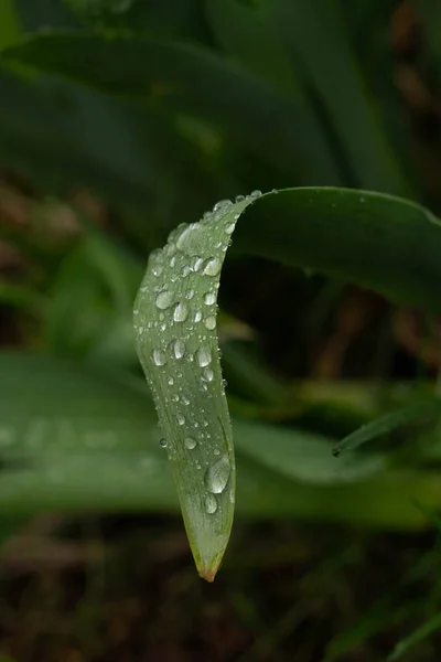 Kapka Vody Zelený List — Stock fotografie