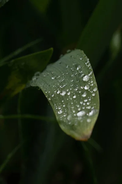 Капля Воды Листе — стоковое фото