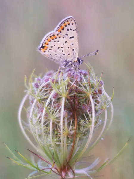 Bahçedeki güzel çiçekler