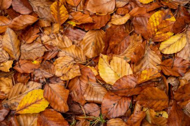 Sonbahar yaprakları, sonbahar bitkileri