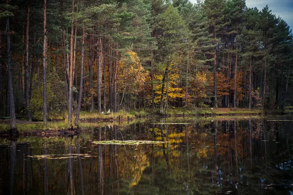 Sonbahar ormanındaki göl. Gölün sularındaki yansıma