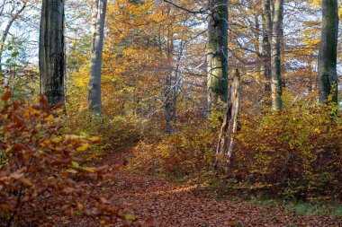 Ormanda sonbahar ağaçları ve renkli yapraklar var.