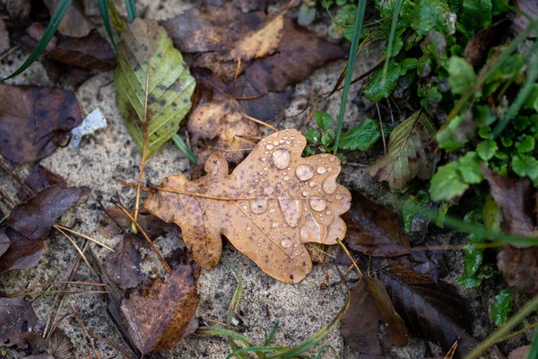 Çimenlerde yağmur damlaları olan ıslak yaprak