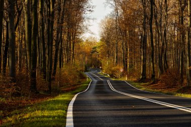 Sonbahar ormanlarında ağaçlarla dolu bir yol.