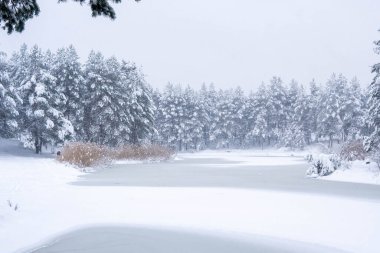Karlı ve ağaçlı kış ormanı