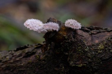 Bir ağaç gövdesine yakın çekim