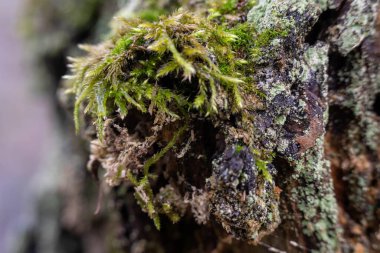 Ağaç kabuğundaki yosunlar makro, makro çekim