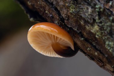 Ağaç gövdesindeki mantarlar, yakın plan.