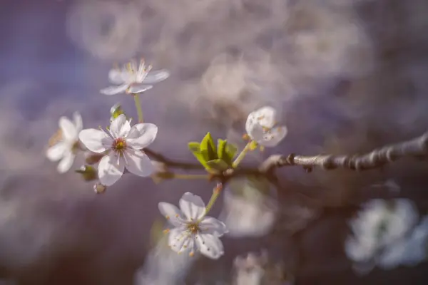 Bahçedeki güzel çiçekler
