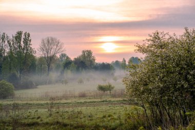 Sonbahar ormanında sisli gün doğumu