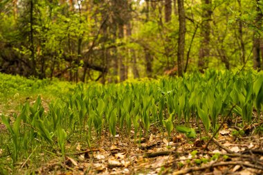 forest in the spring with green grass