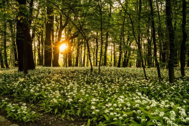Bahar ormanında güzel çiçekler