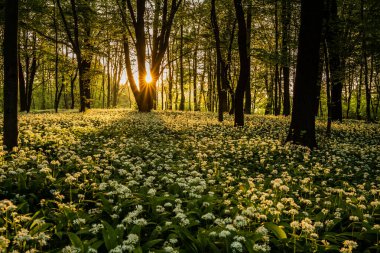 Ormanda güzel bahar çiçekleri