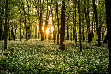 spring landscape of a beautiful forest with blooming white flowers in a sunny day