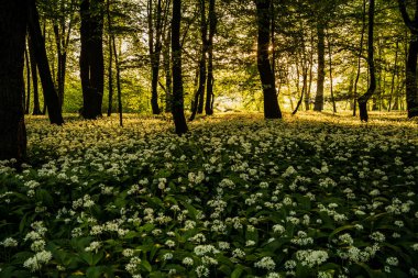 forest flowers and trees, flora