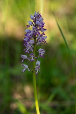 beautiful flowers in the garden - wild orchids