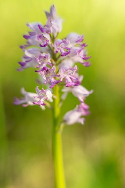 Bahçede mor çiçekler