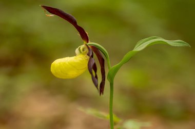 yellow orchid flower on the tree