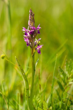 Bahçede mor çiçekler