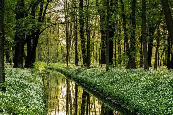Ormanın güzel manzarası